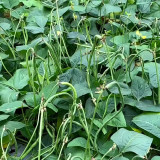Zhengjiang Dwarf Bush Yardlong Bean Seeds | Vigna unguiculata | Trellis-Free Straight 50–65cm Green Cowpea