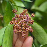 Obscure Vein Hoya Stem Cuttings | Hoya inconspicua | Dense Magenta Purple Bud Wax Vine