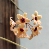 Porcelain Skin Hoya Stem Cuttings | Hoya cutis-porcelana | Cream Curved Bell Petal Deep Red-Center Wax Vine