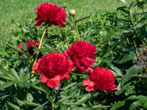 Diana Parks Double Peony Bare Roots | Paeonia 'Diana Parks' | Scarlet Red Spring Perennial