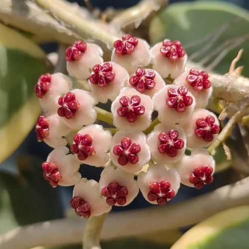 Outer Variegated Sweetheart Hoya Cuttings | Hoya kerrii 'Albomarginata' | White Margin Heart Leaf Wax Vine