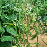 Zhengjiang Dwarf Bush Yardlong Bean Seeds | Vigna unguiculata | Trellis-Free Straight 50–65cm Green Cowpea