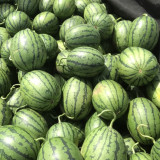 'Super Sweet 2K' Watermelon Seeds F1 | Citrullus lanatus | Early Maturing 4.5LB Crisp Red Flesh Gift Melon