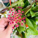 Obscure Vein Hoya Stem Cuttings | Hoya inconspicua | Dense Magenta Purple Bud Wax Vine