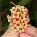 Porcelain Skin Hoya Stem Cuttings | Hoya cutis-porcelana | Cream Curved Bell Petal Deep Red-Center Wax Vine
