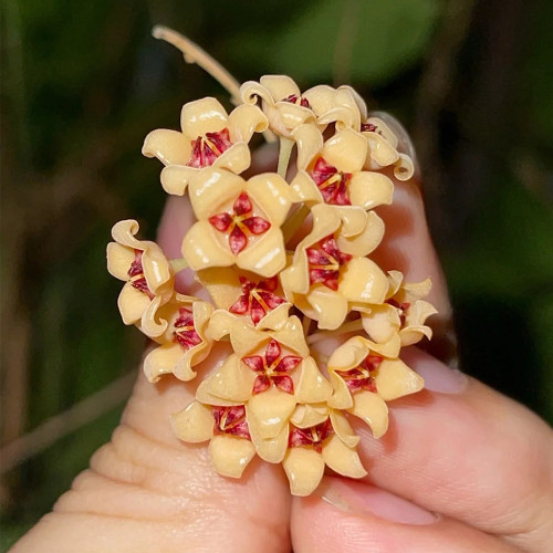 Porcelain Skin Hoya Stem Cuttings | Hoya cutis-porcelana | Cream Curved Bell Petal Deep Red-Center Wax Vine