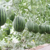 'Super Sweet 2K' Watermelon Seeds F1 | Citrullus lanatus | Early Maturing 4.5LB Crisp Red Flesh Gift Melon