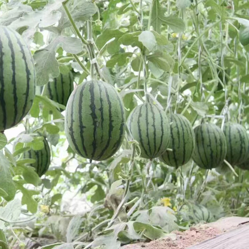 'Super Sweet 2K' Watermelon Seeds F1 | Citrullus lanatus | Early Maturing 4.5LB Crisp Red Flesh Gift Melon