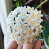 White Phoenix Hoya Stem Cuttings | Hoya carnosa | Dense Round White Star Wax Vine With Sweet Fragrance