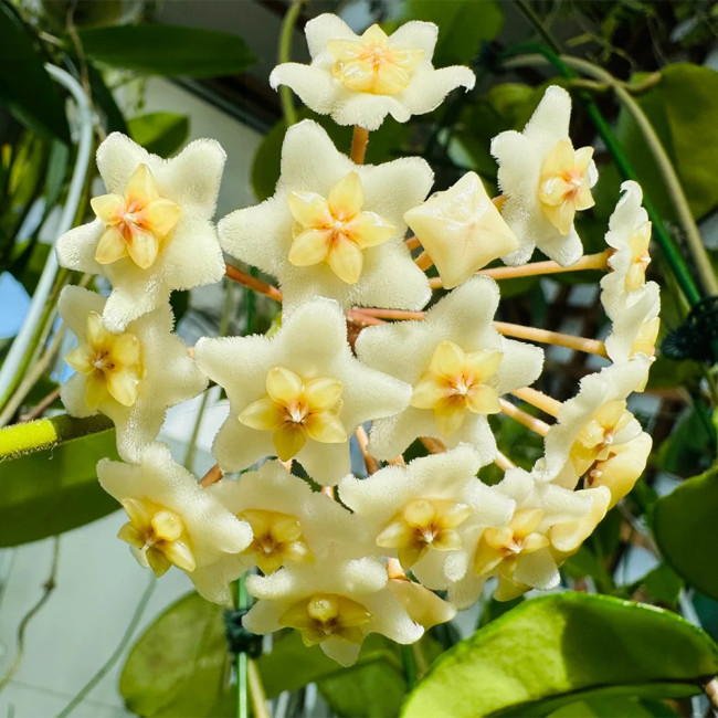 White Phoenix Hoya Stem Cuttings | Hoya carnosa | Dense Round White Star Wax Vine With Sweet Fragrance
