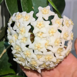 White Phoenix Hoya Stem Cuttings | Hoya carnosa | Dense Round White Star Wax Vine With Sweet Fragrance