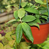 Porcelain Skin Hoya Stem Cuttings | Hoya cutis-porcelana | Cream Curved Bell Petal Deep Red-Center Wax Vine