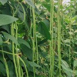 Green General Yardlong Bean Seeds | Vigna unguiculata | 75–85cm Glossy Oil-Green Low Fiber Cowpea