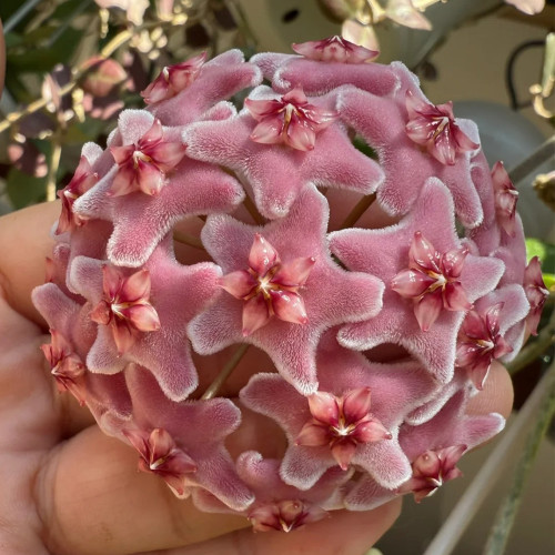 High Splash Freckles Hoya Stem Cuttings | Hoya carnosa 'Freckles Splash' | Heavy Silver Speck Wax Vine