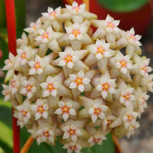 Inner Variegated Parasitic Hoya Cuttings | Hoya parasitica 'Variegated In' | Center Variegation Wax Vine