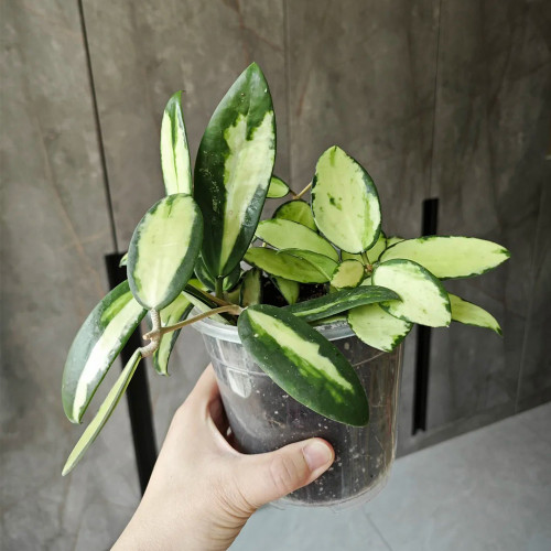 Inner Variegated Parasitic Hoya Cuttings | Hoya parasitica 'Variegated In' | Center Variegation Wax Vine
