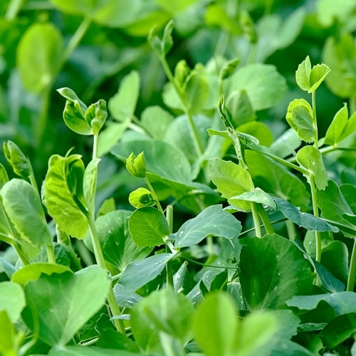 Jiemei Tendril-Free Pea Shoot Seeds | Pisum sativum | Leaf-Only Sweet Crisp Edible Pea Tip Veggie