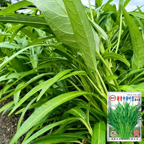 Jiemei New Green Willow Leaf Water Spinach Seeds | Ipomoea aquatica | Heat Resistant Multi-Harvest Crisp Kangkong