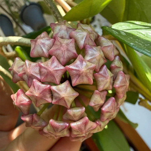 High Splash Freckles Hoya Stem Cuttings | Hoya carnosa 'Freckles Splash' | Heavy Silver Speck Wax Vine
