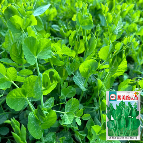 Jiemei Tendril-Free Pea Shoot Seeds | Pisum sativum | Leaf-Only Sweet Crisp Edible Pea Tip Veggie