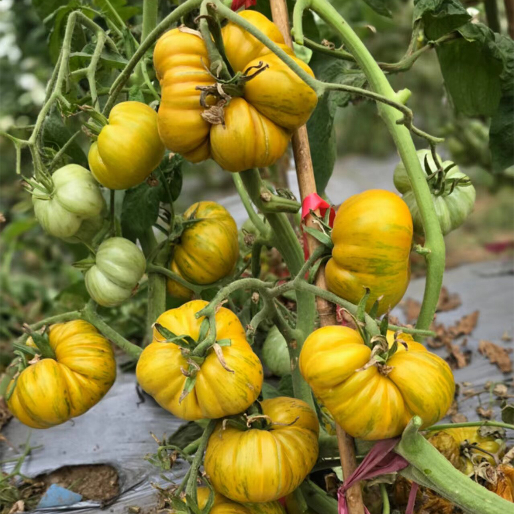702 Ice Zebra Tomato Seeds – Cold Hardy, Early & Flavorful