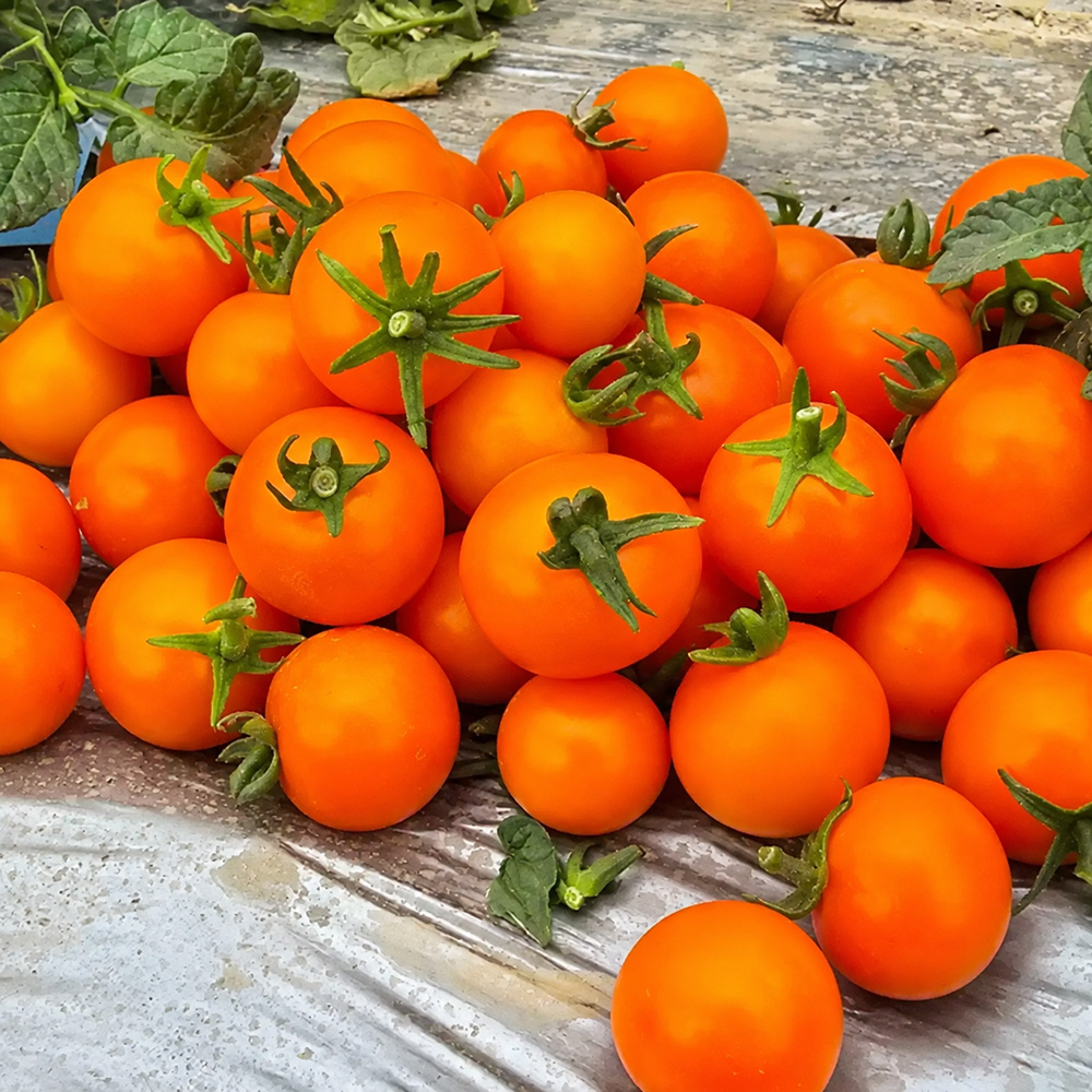 572 Eden Micro No. 3 Tomato Seeds - Ultra-compact micro dwarf