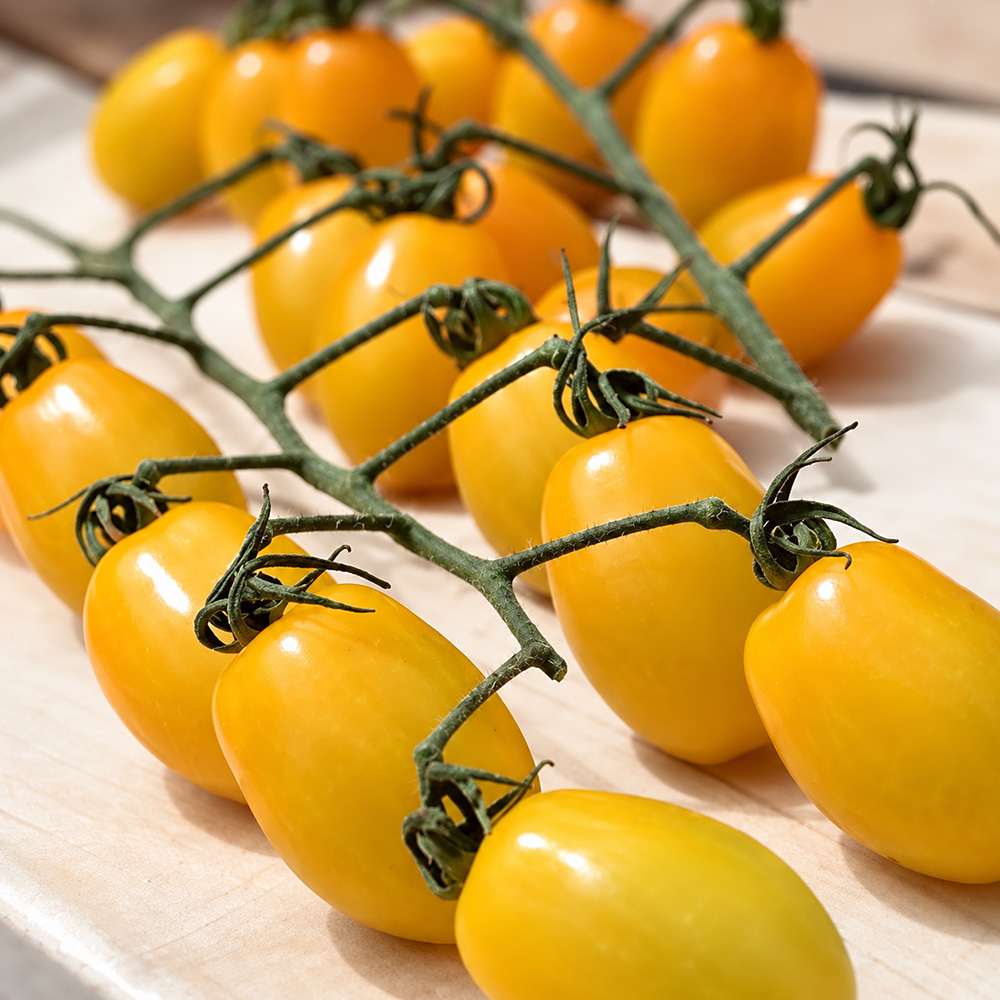 529 Yellow Datterini Tomato Seeds - Highly productive Italian