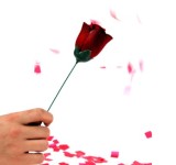 Automatic Torch to Rose