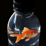 Fish in a Bottle