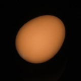 Super Rubber Egg (White/Brown)