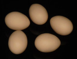 Super Latex Egg (Brown/White)