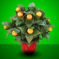 The Orange Tree Illusion (15 Oranges)