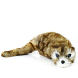 Rocky Raccoon Spring Anima