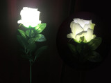Super Light Rose (Rechargeable, 2 Colors)