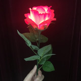 Light Rose - Remote Control