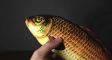 Appearing Fish (28cm, Small)