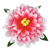 Peony Production - Gradient (3 Colors)