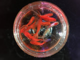 Magic Goldfish Bowl (Small) by J.C Magic