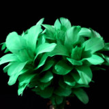 Deluxe Bouquet Regeneration