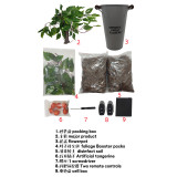 * Orange Tree by Angel