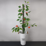 * Orange Tree by Angel