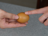 Real Egg (White/Brown)