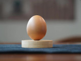 Real Egg (White/Brown)