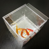 Mystic Aquarium by J.C Magic