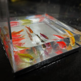 Mystic Aquarium by J.C Magic