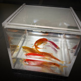 Mystic Aquarium by J.C Magic