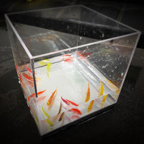 Mystic Aquarium by J.C Magic