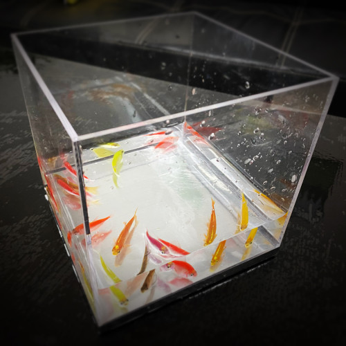 Mystic Aquarium by J.C Magic