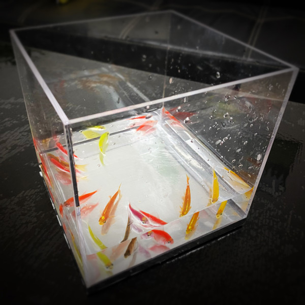 Mystic Aquarium by J.C Magic