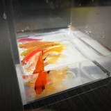 Mystic Aquarium by J.C Magic